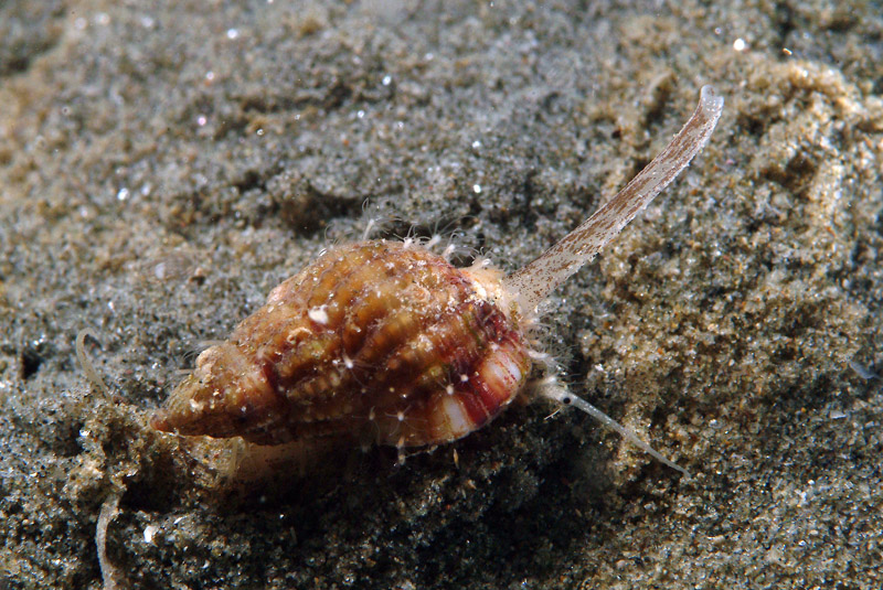 Nassarius pygmaeus